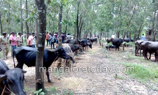 activists rescue 31 buffaloes
